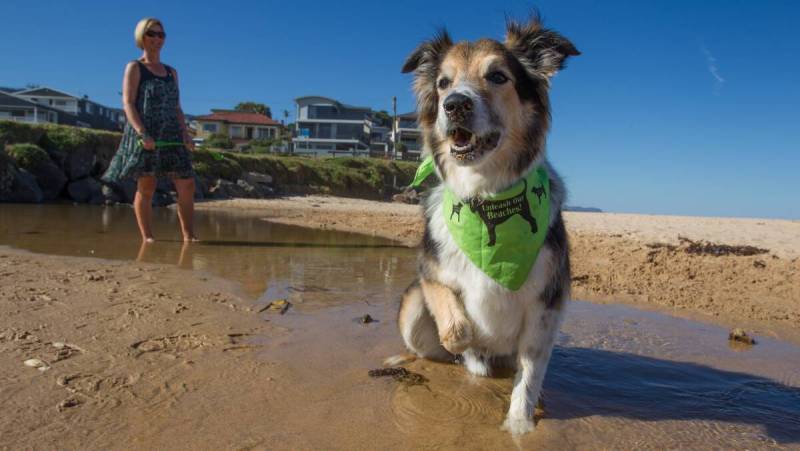 Beach Vacations With Dogs