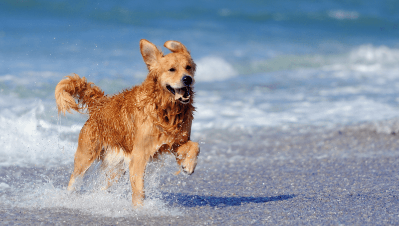 Beaches That Are Dog Friendly Near Me