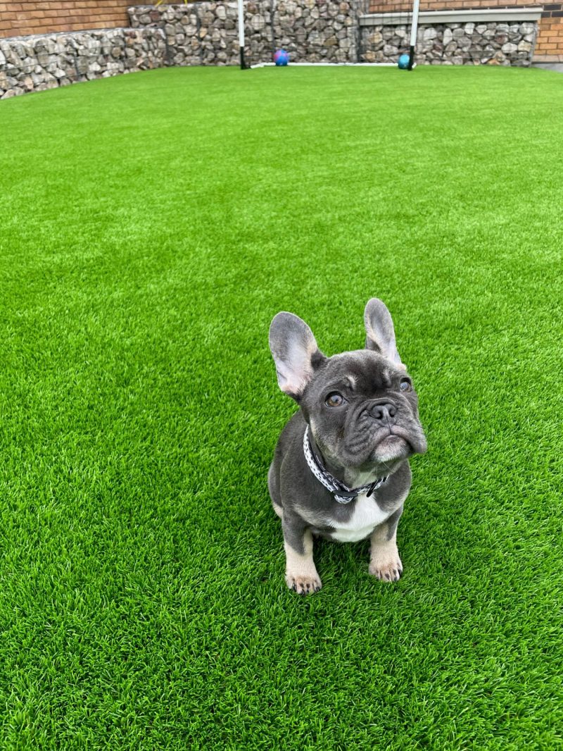 Best Dog Friendly Artificial Grass