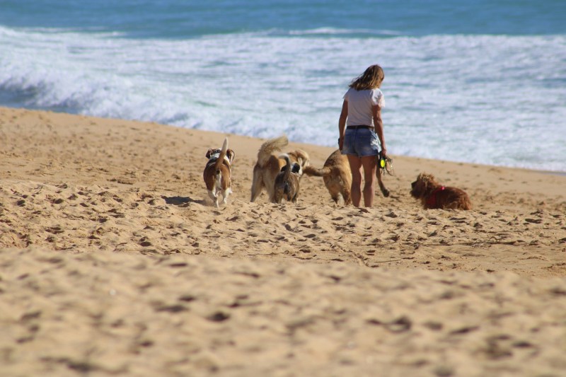 Best Dog-friendly Beach Holidays Uk