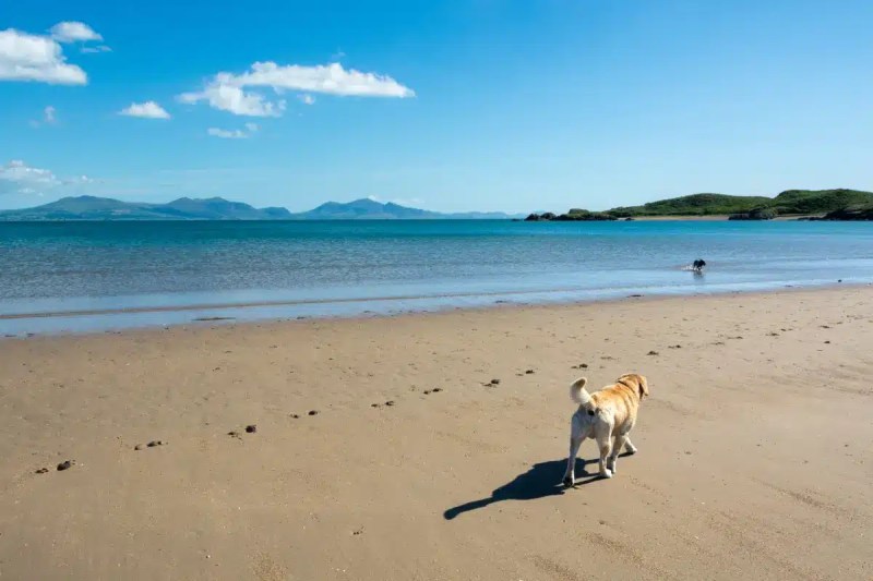 Best Dog Friendly Beach Holidays