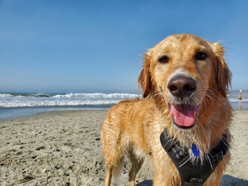 Best Dog Friendly Beach Vacations East Coast