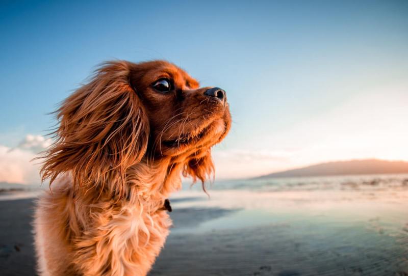 Best Dog Friendly Beaches Central Coast