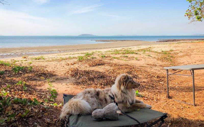 Best Dog Friendly Beaches East Coast