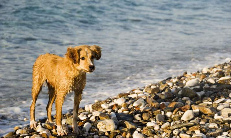 Best Dog Friendly Beaches In Us