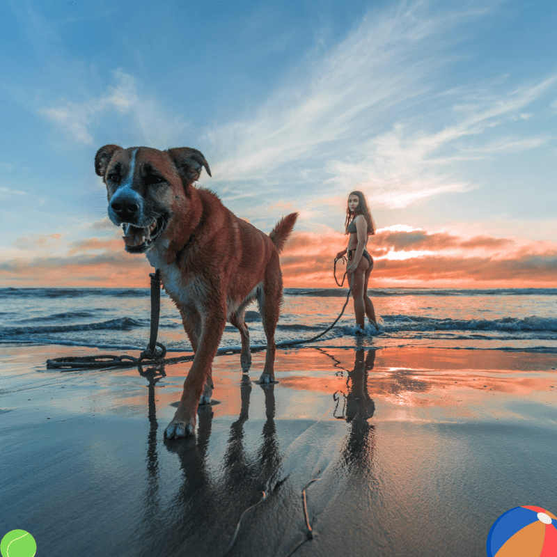 Best Dog Friendly Beaches Near Me