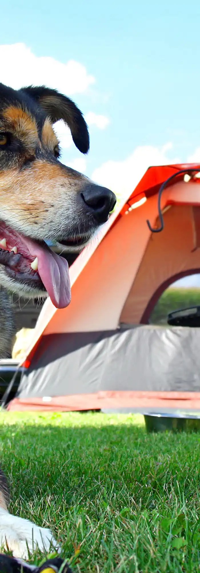 Best Dog Friendly Campsites Uk