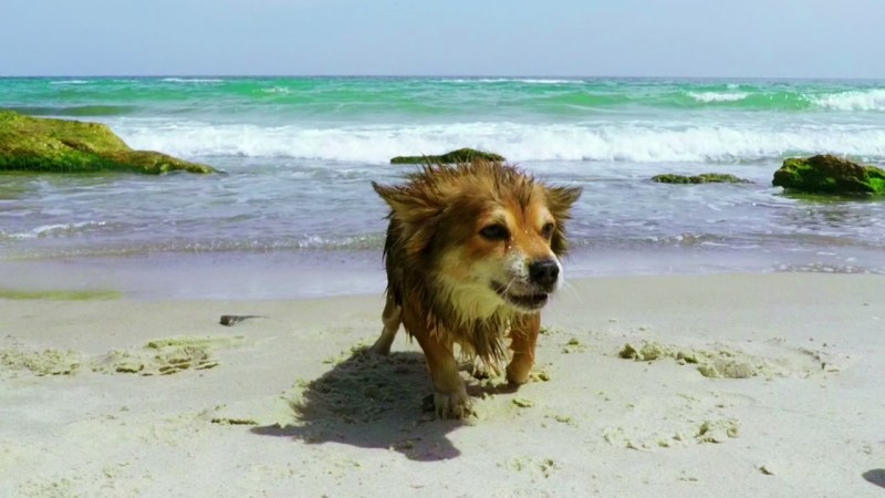 Best Dog Friendly Florida Beaches