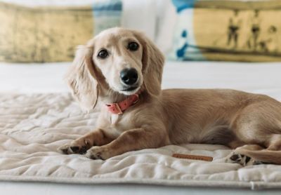 Best Dog Friendly Getaways