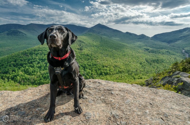 Best Dog Friendly Hikes In Us