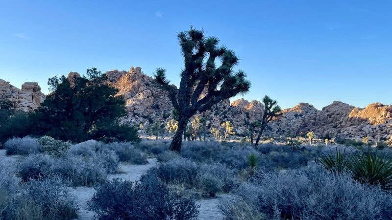 Best Dog Friendly Hikes Joshua Tree