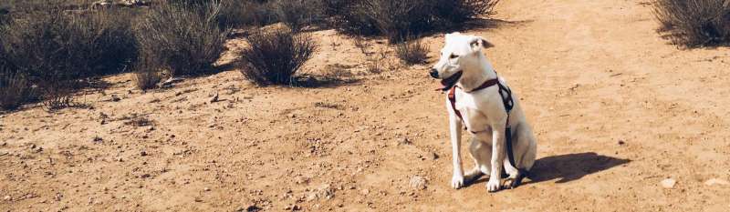 Best Dog Friendly Hikes Yosemite