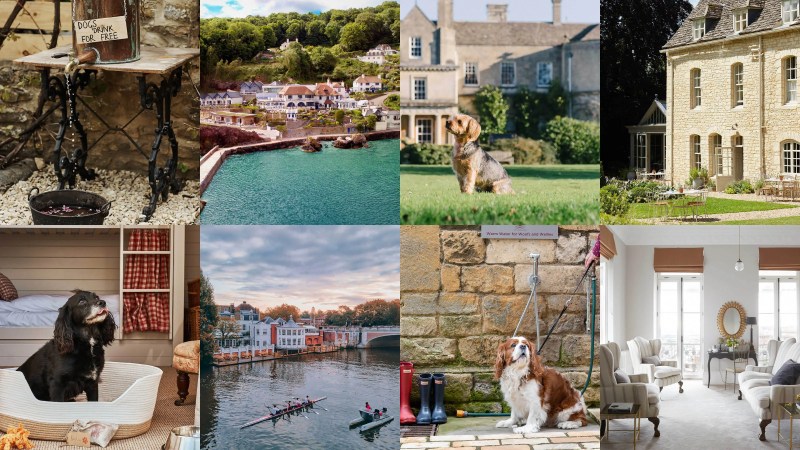 Best Dog Friendly Holidays In Scotland