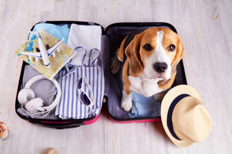 Best Dog Friendly Holidays Uk 2023