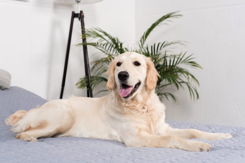 Best Dog Friendly Hotels East Coast