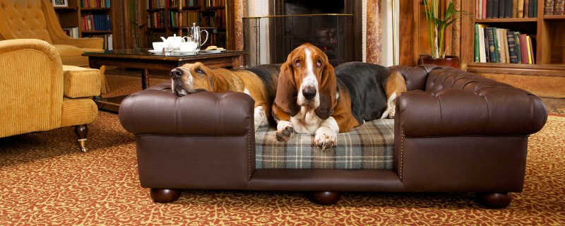 Best Dog Friendly Luxury Hotels Uk