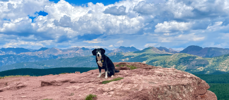 Best Dog Friendly Mountains Lake District