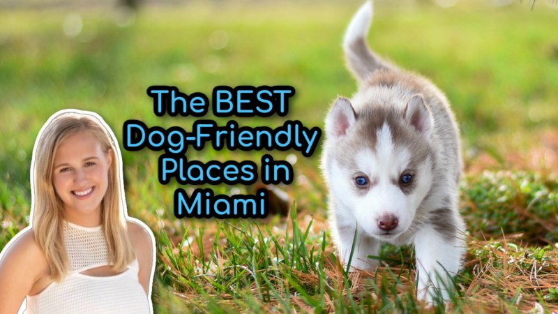 Best Dog Friendly Places Near Me