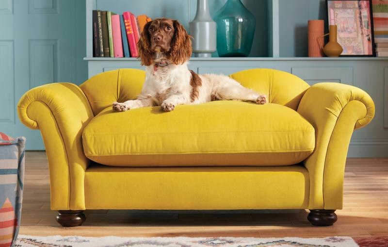 Best Dog Friendly Sofas Uk