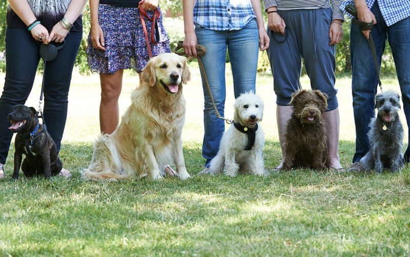 Best Dog Friendly Spots Near Me