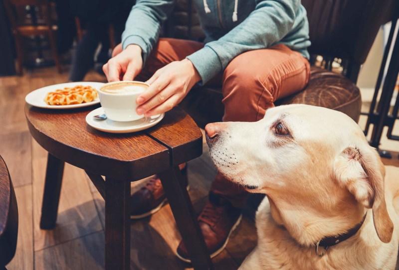 Best Dog Friendly Sunday Lunch Near Me