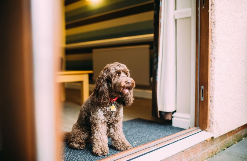 Best Dog Friendly Uk Holidays