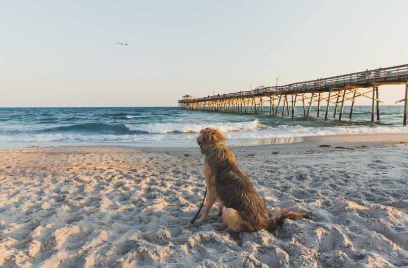 Best Dog Friendly Vacations California