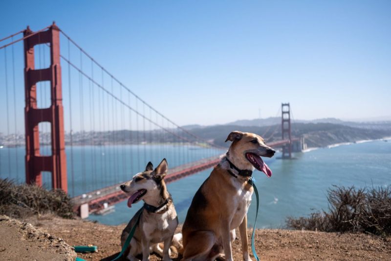 Best Dog-friendly Vacations Near Me