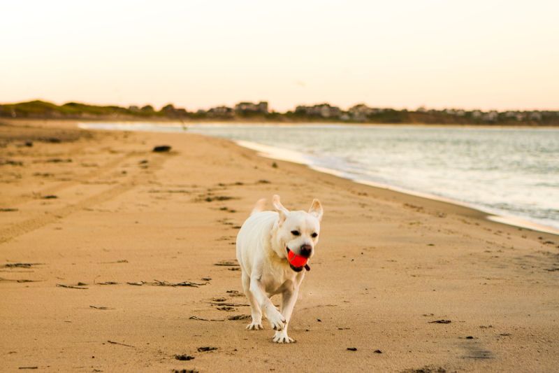 Best Dog Getaways