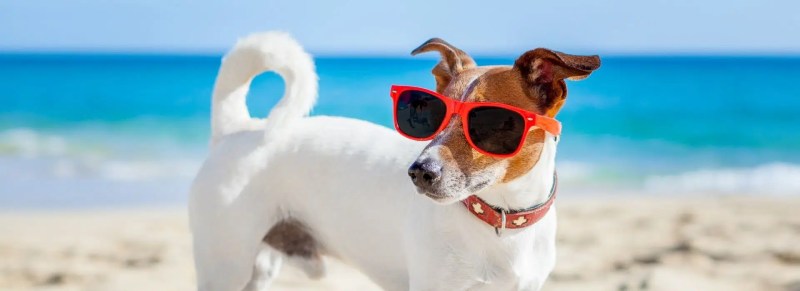 Best Dog Vacation Spots