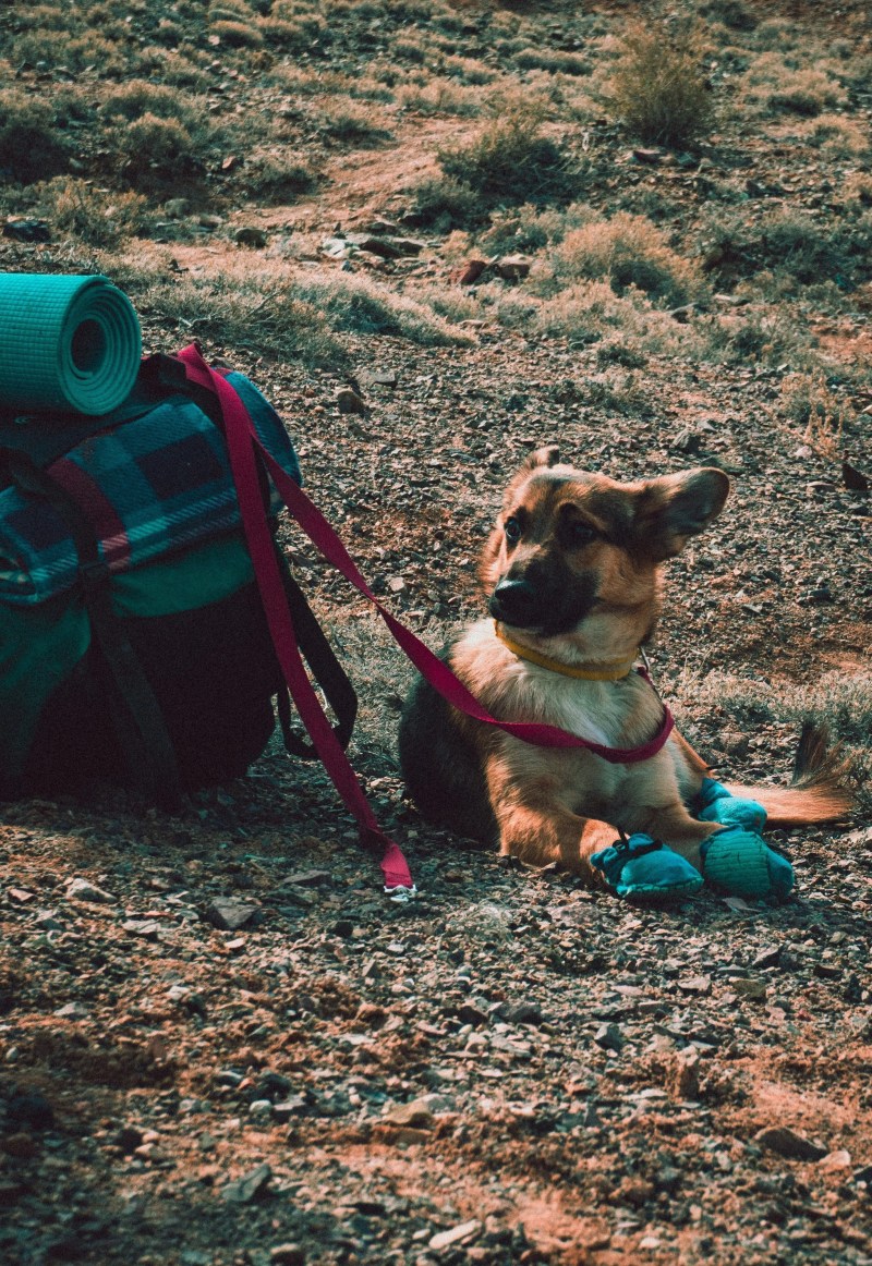 Best Vacations To Take With Your Dog