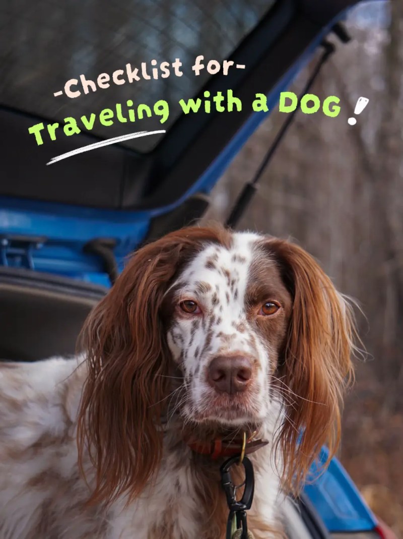 Cheap Dog Friendly Getaways