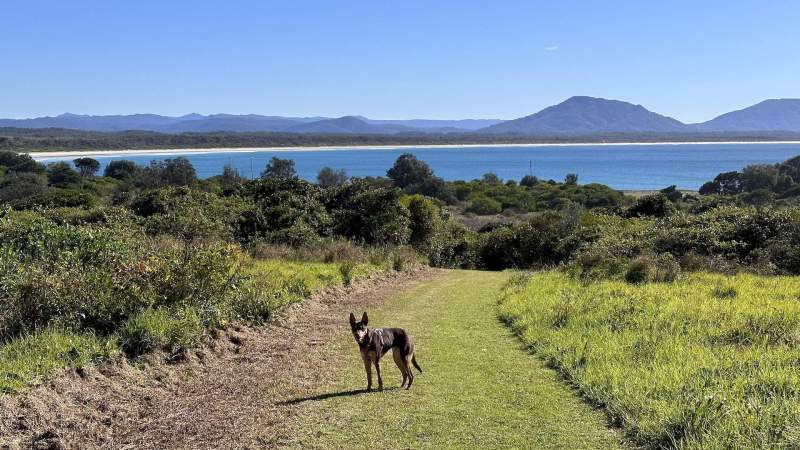 Day Trips With Dogs Brisbane