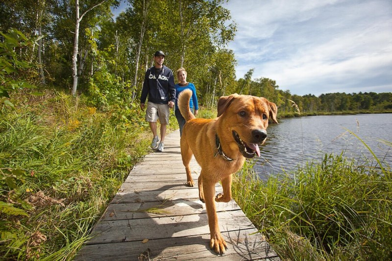 Day Trips With Dogs Ontario