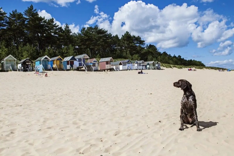 Dog Friendly Beaches East Coast Uk