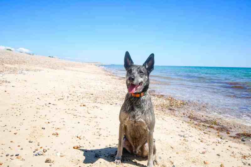 Dog Friendly Beaches East Coast