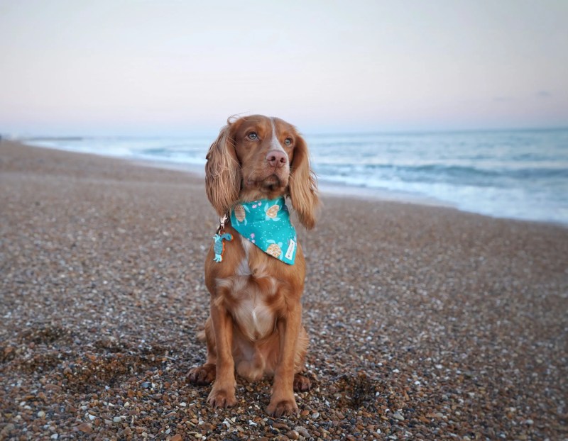 Dog Friendly Beaches East Sussex