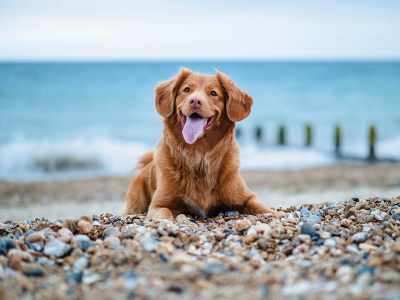 Dog Friendly Holidays Hampshire