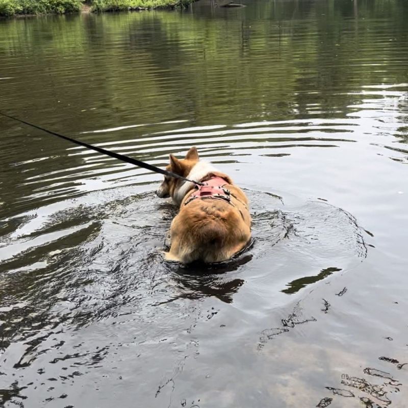 Dog Friendly Lakes Near Me To Swim