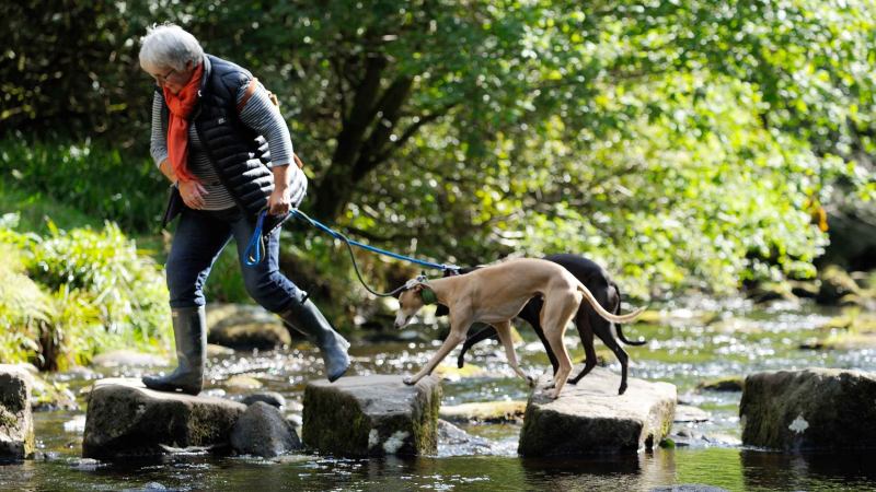 Dog Friendly Places To Stay In Yorkshire