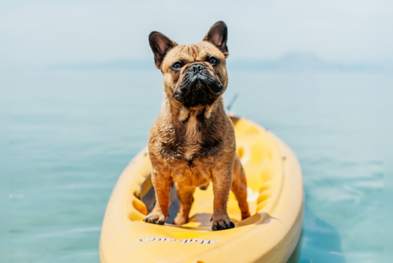 Dog Friendly Vacation Spots Near Me