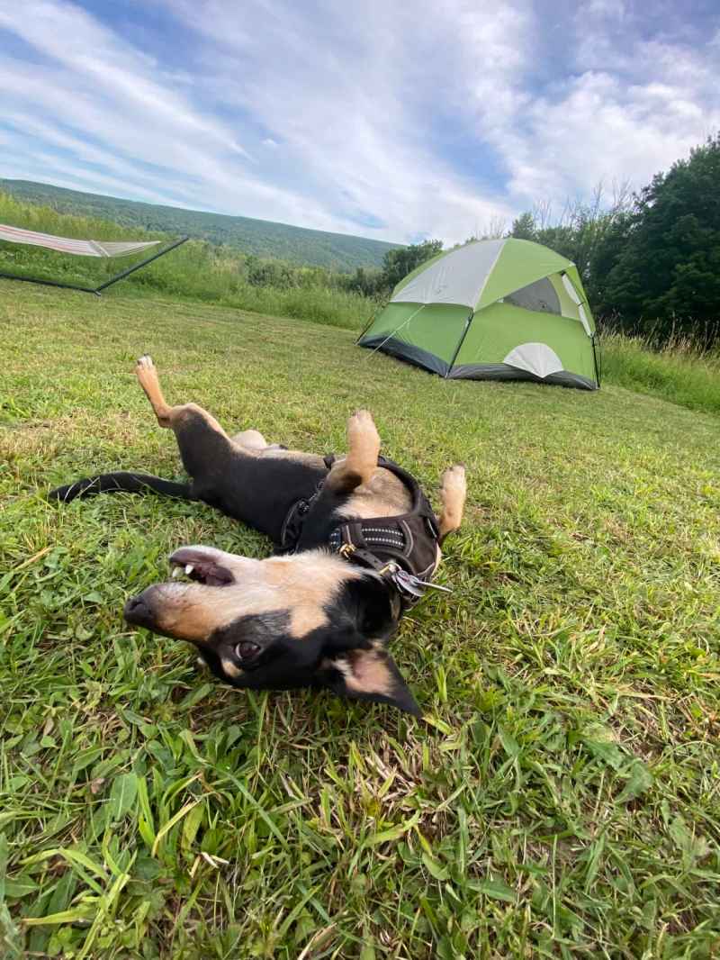 Dog Friendly Vacations In Upstate Ny