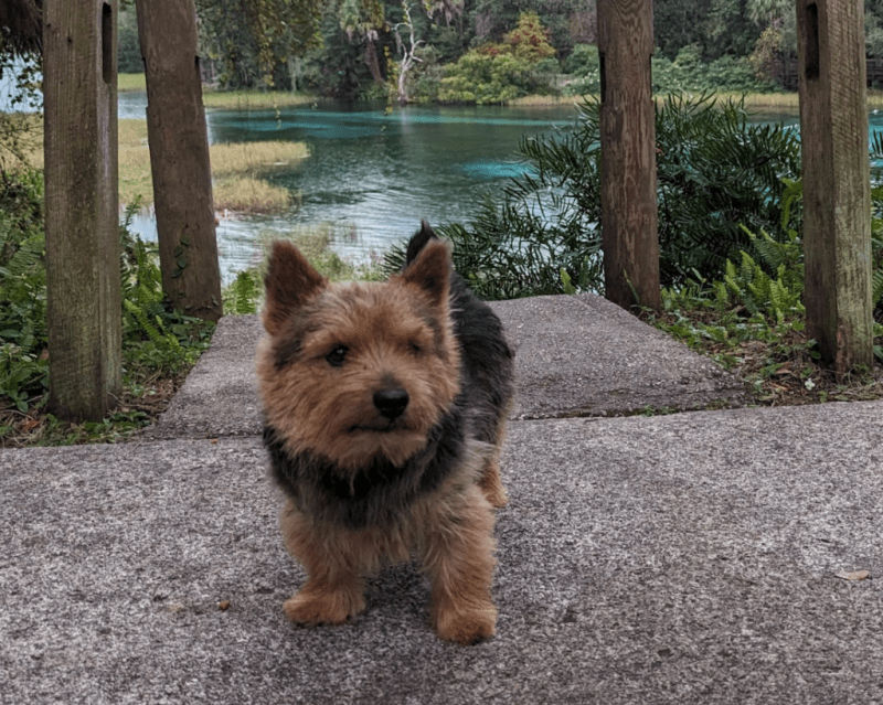 Dog Friendly Vacations Near Me