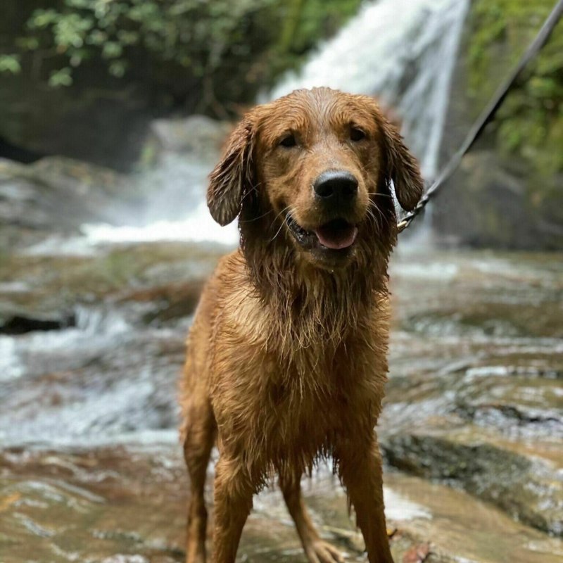 Dog Friendly Vacations Southeast