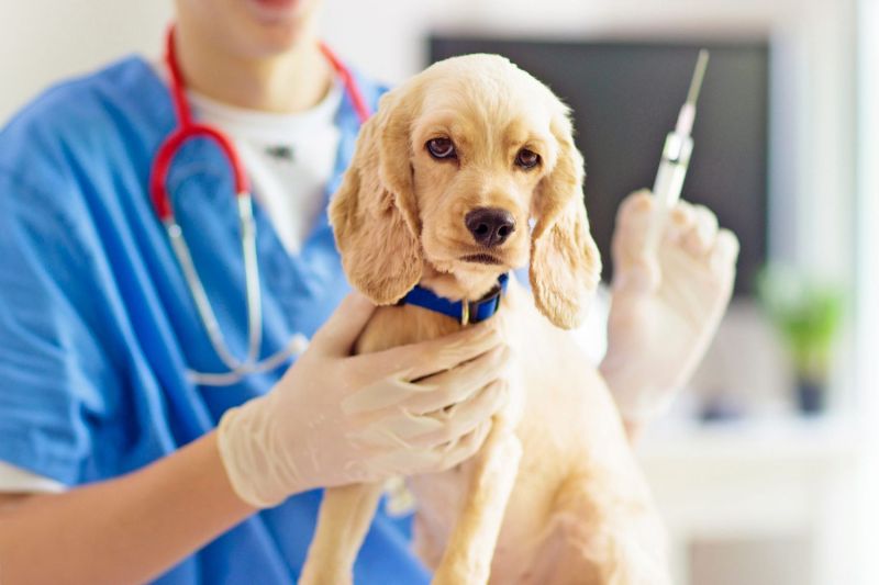 Dog Vaccine Events Near Me