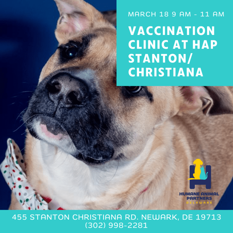 Dog Vaccines Clinic Near Me