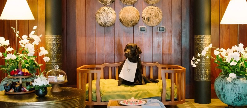 Luxury Dog Friendly Resorts Near Me