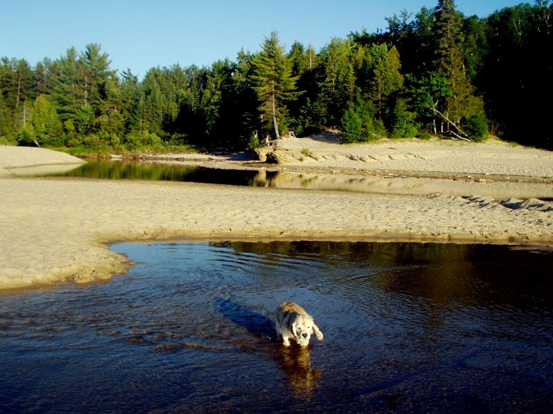 Michigan Vacations With Dogs