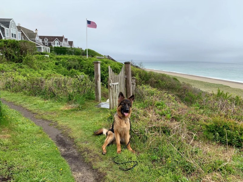 Northeast Vacations With Dogs