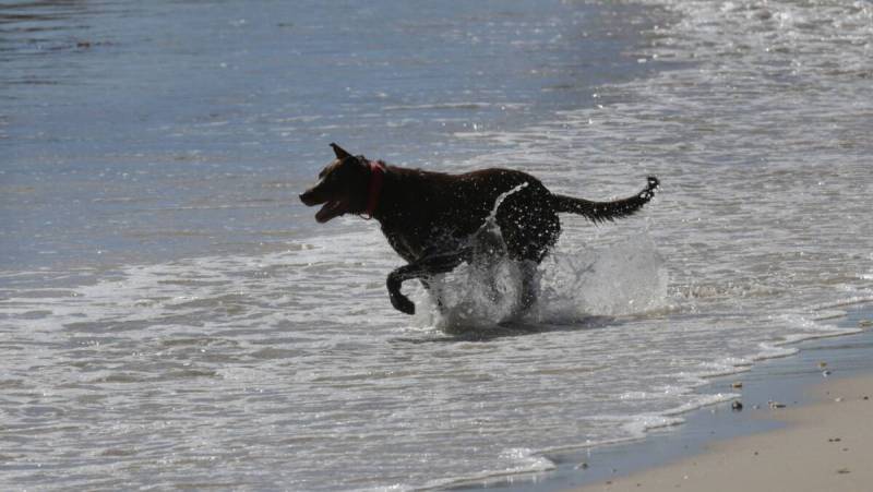 Off Leash Dog Friendly Beaches Near Me